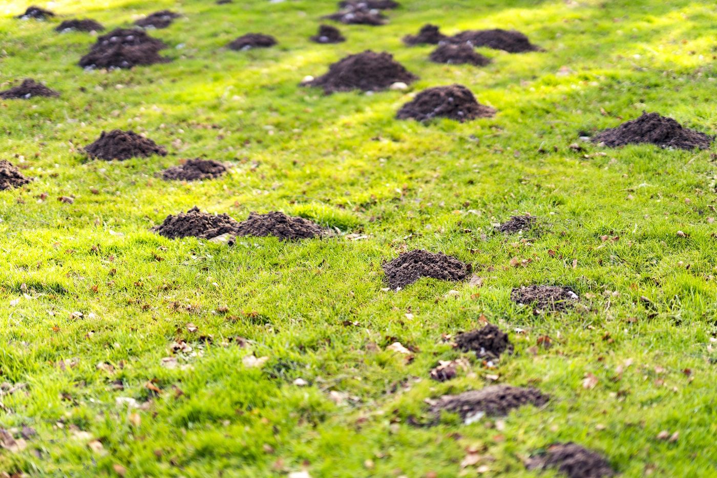 Ongediertebeheer in de tuin