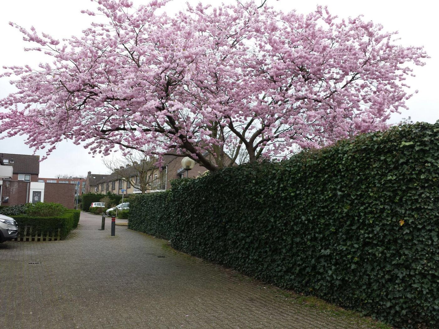 Bomen snoeien door Carpe Hortus