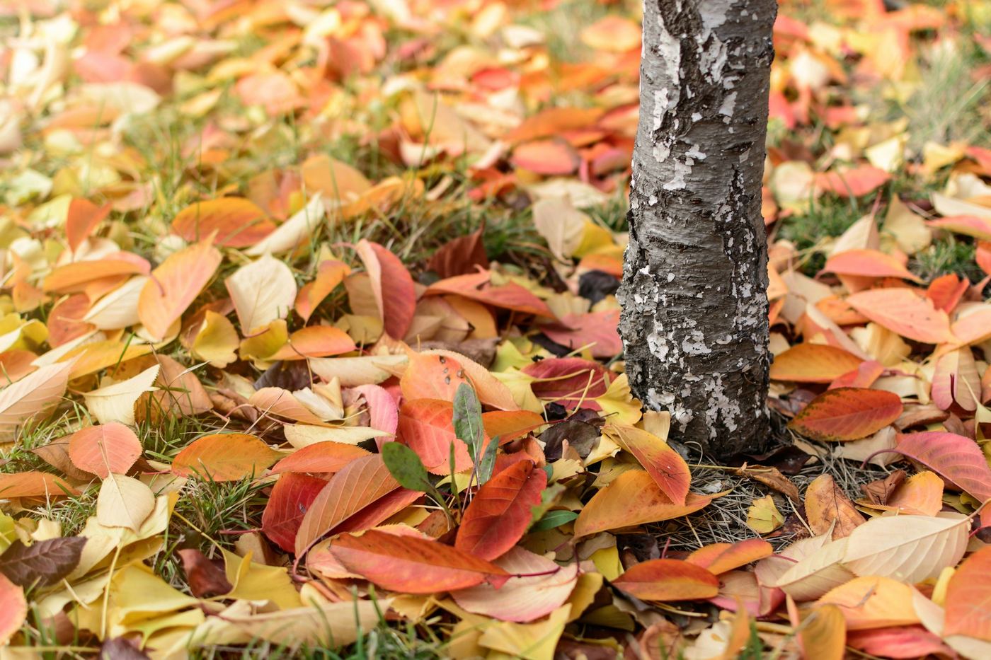 Kleurrijke herfst